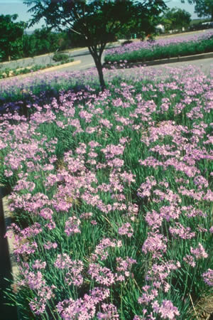 indigenous plant nursery Johannesburg